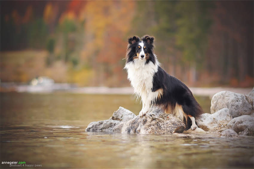 图片 哈士奇个性名字大全：创意推荐+起名指南，这些名字让爱犬秒变网红1.jpg