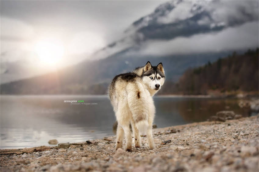 图片 哈士奇出门不敢走怎么办？3招教你克服胆小症，秒变自信小狼狗✨1.jpg