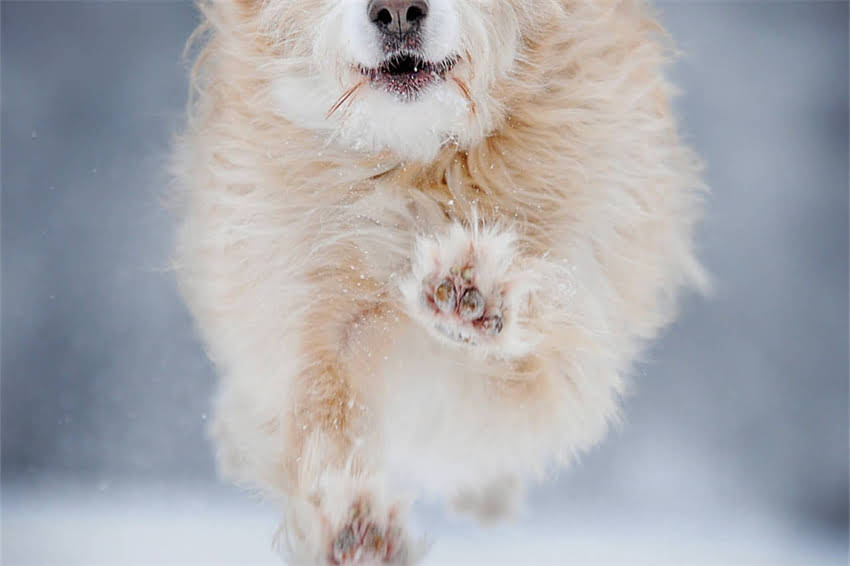 图片 哈士奇出门不敢走怎么办？3招教你克服胆小症，秒变自信小狼狗✨2.jpg