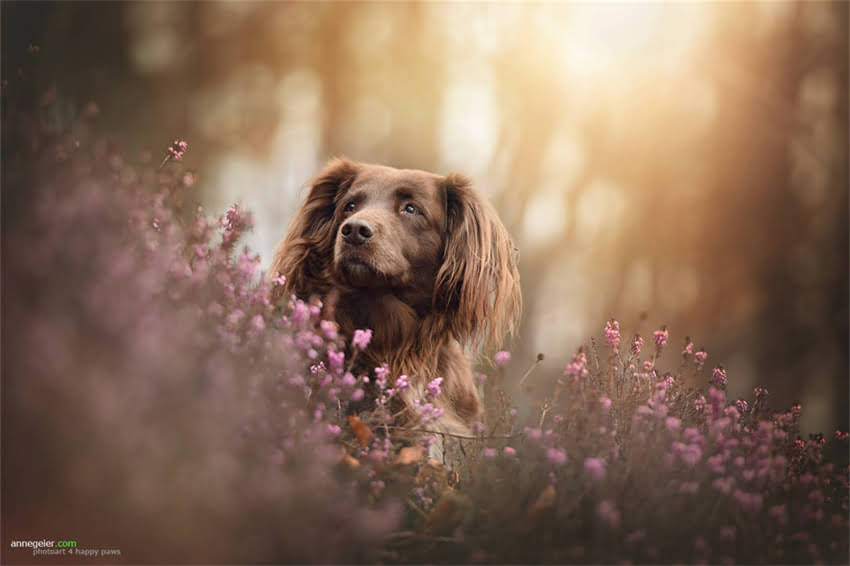 图片 哈士奇口水多尿血症状分析及科学治疗指南_1.jpg