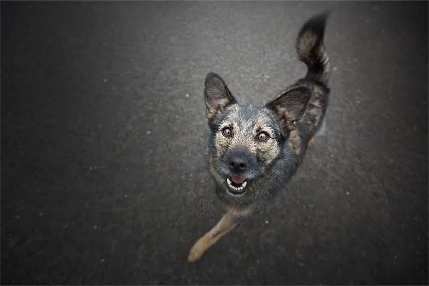 图片 哈士奇口水多尿血症状分析及科学治疗指南_11.jpg