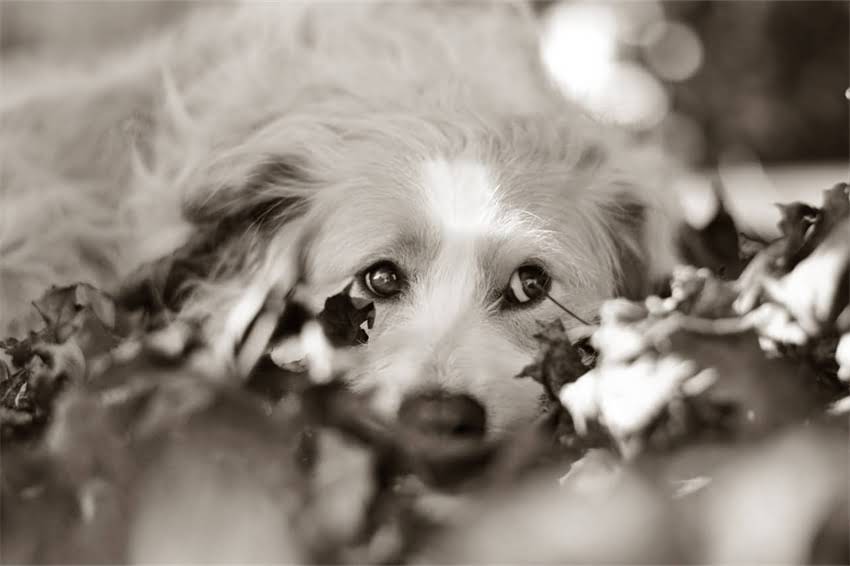 图片 哈士奇口水多尿血症状分析及科学治疗指南_12.jpg