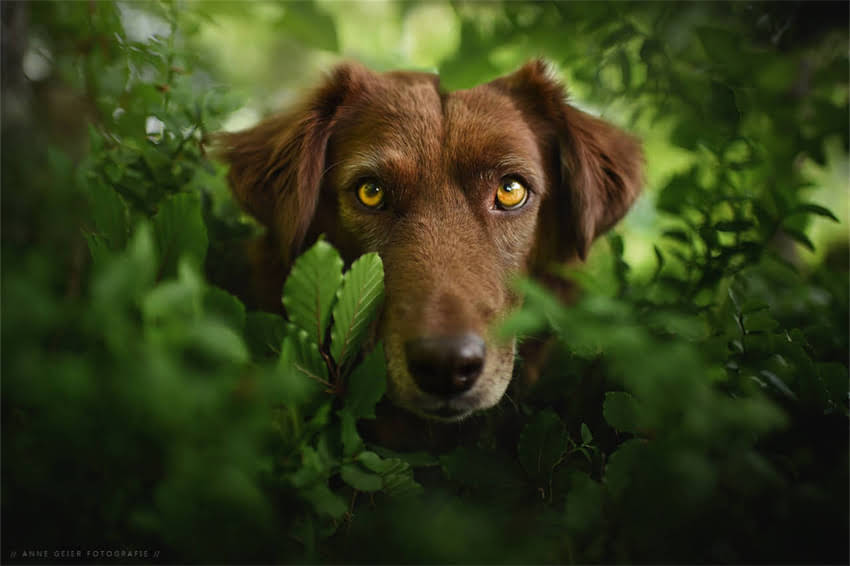 图片 哈士奇后背出现红疙瘩怎么办？5大常见原因及专业护理指南（附症状对比图）1.jpg