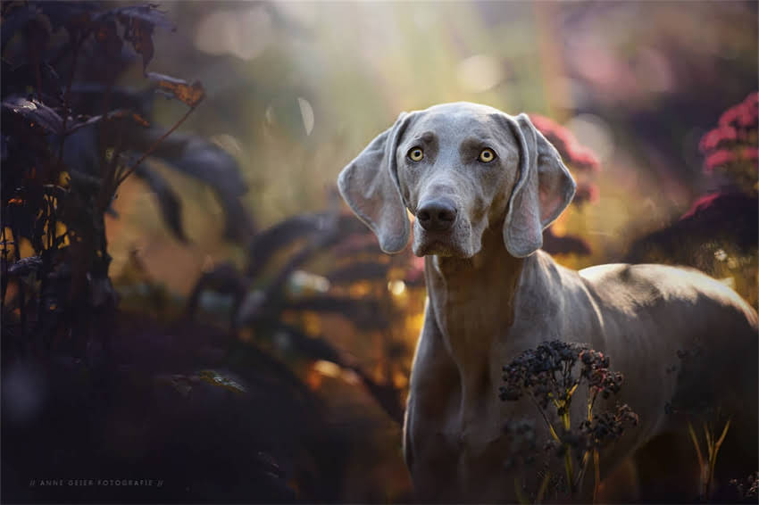 图片 哈士奇咬人训练方法与纠正措施全：科学纠正护食行为与社交障碍2.jpg