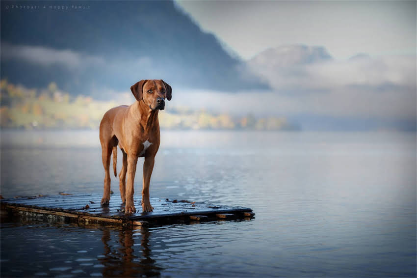 图片 哈士奇咬死龙猫被打事件引热议：宠物安全与法律责任如何平衡？1.jpg