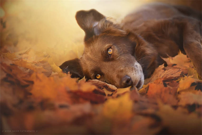 图片 哈士奇品种全：最全分类指南及饲养要点.jpg