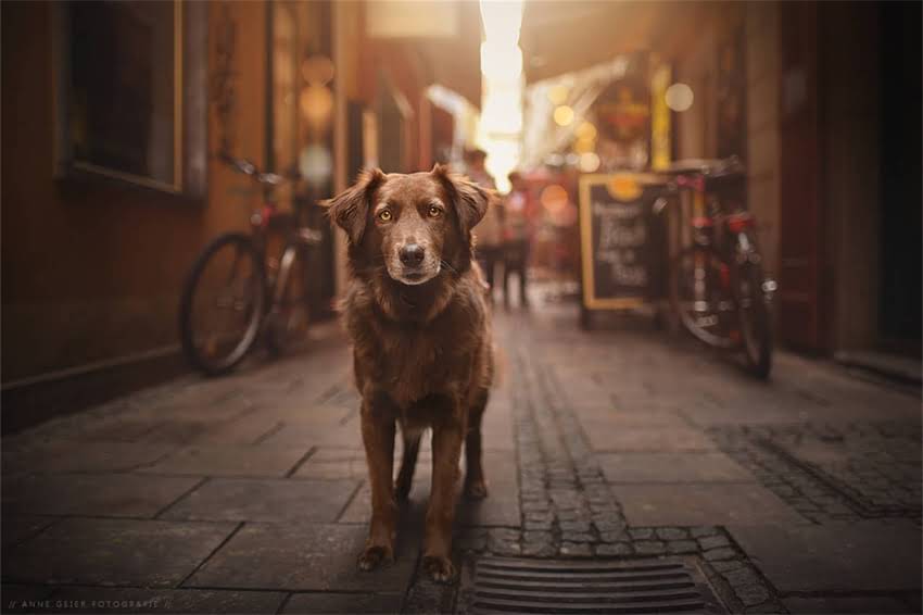 图片 哈士奇品种全：最全分类指南及饲养要点1.jpg