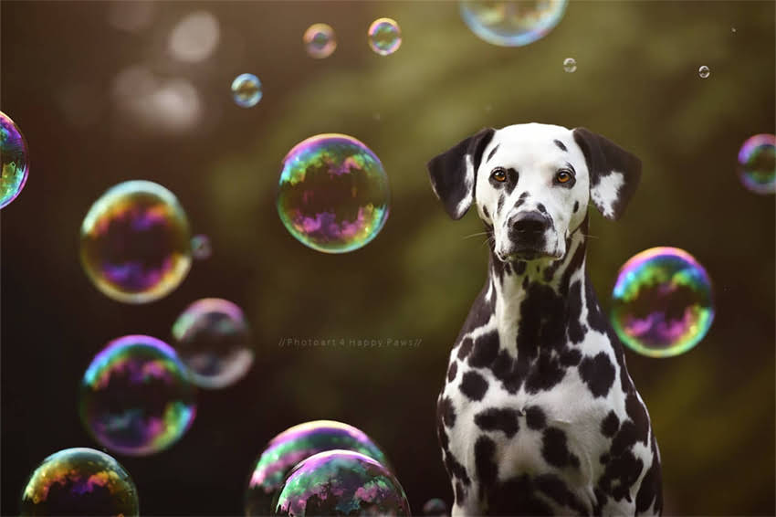 图片 哈士奇嘴巴周围发红怎么办？资深训犬师亲授5步护理指南.jpg