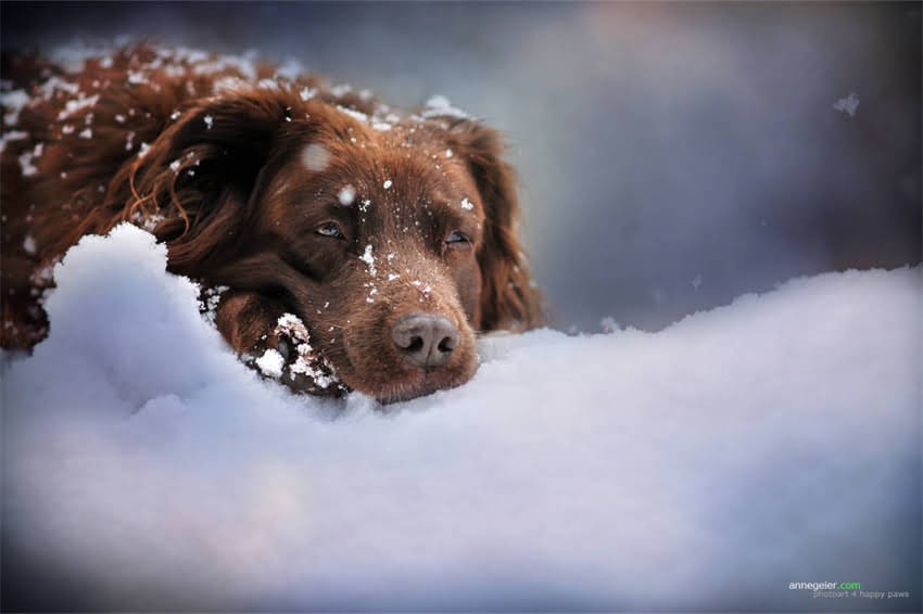 图片 哈士奇夏天降温全攻略：科学方法+实用技巧，助你轻松应对高温季2.jpg