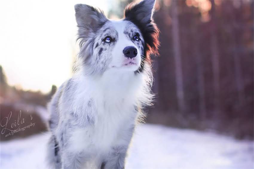 图片 哈士奇夜间吠叫持续多久？科学与应对策略.jpg