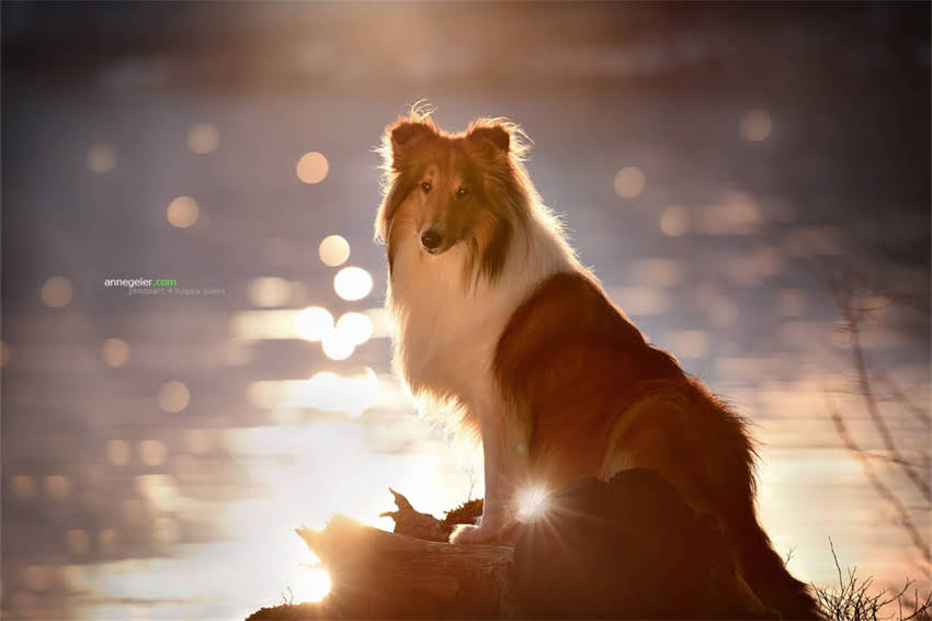 图片 哈士奇夜间吠叫持续多久？科学与应对策略2.jpg