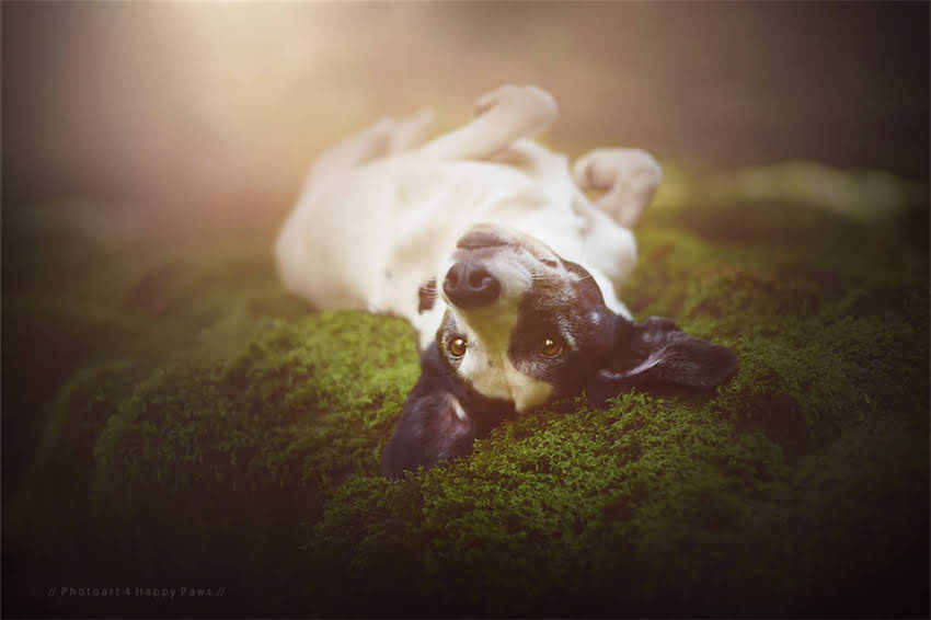 图片 哈士奇奔跑速度有多快？北极狼时速120公里真相.jpg