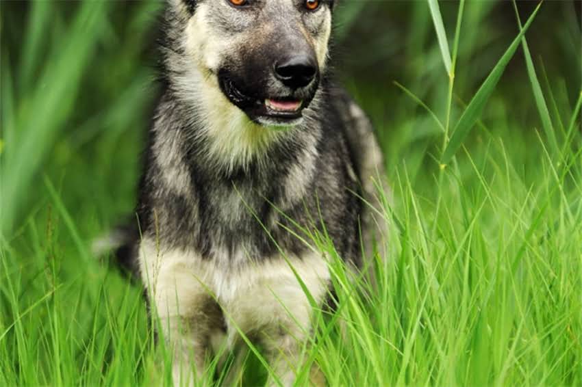 图片 哈士奇奔跑速度有多快？北极狼时速120公里真相2.jpg