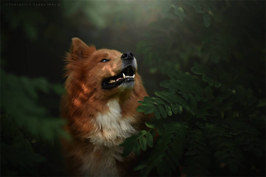 图片 哈士奇幼犬一日几顿喂养指南：科学喂食频率与食量计算全1.jpg