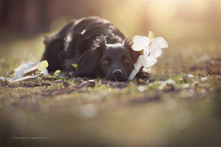 图片 哈士奇幼犬两个月养护全攻略：科学喂养+健康监测+行为训练三步走.jpg