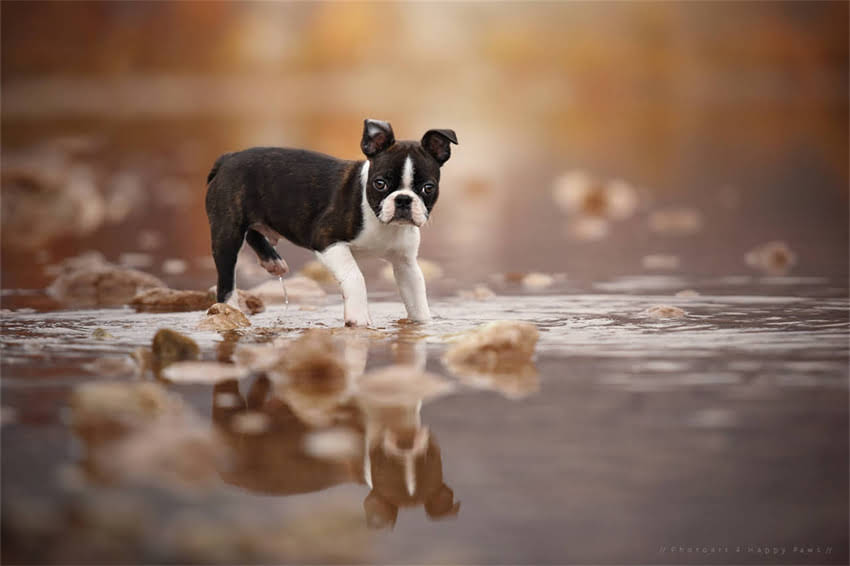图片 哈士奇幼犬价格全：不同血统多少钱一只？附选购避坑指南2.jpg