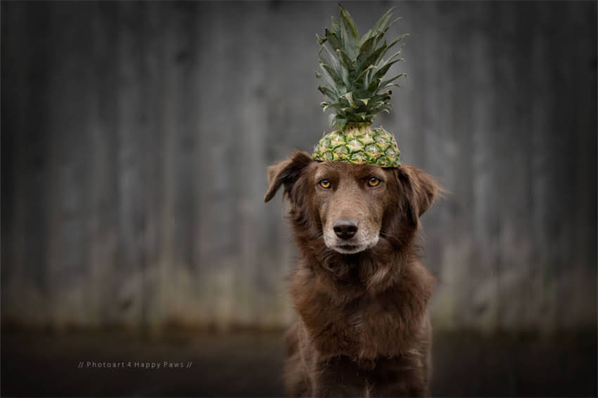 图片 哈士奇幼犬特征全：5大外貌特征与品种特性深度解读1.jpg