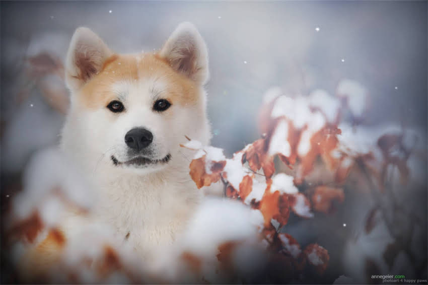 图片 哈士奇幼犬疫苗全攻略：3次接种时间表+常见问题解答（附疫苗品牌推荐）2.jpg