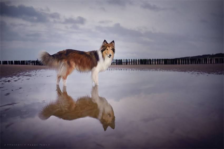 图片 哈士奇幼犬肚子大怎么办？5大原因与科学应对指南.jpg