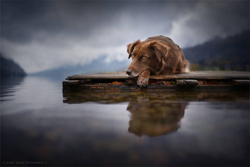 图片 哈士奇幼犬肚子大怎么办？5大原因与科学应对指南1.jpg