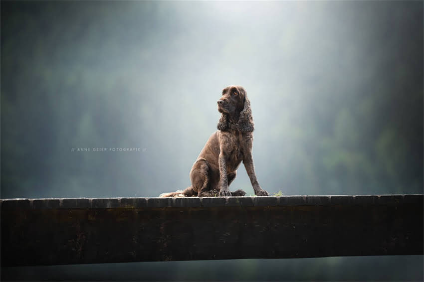 图片 哈士奇幼犬肚子大怎么办？5大原因与科学应对指南2.jpg