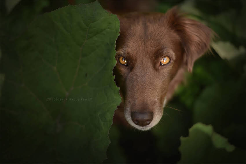 图片 哈士奇幼犬肚子大怎么办？权威解答腹部肿胀的5大原因及应对措施1.jpg