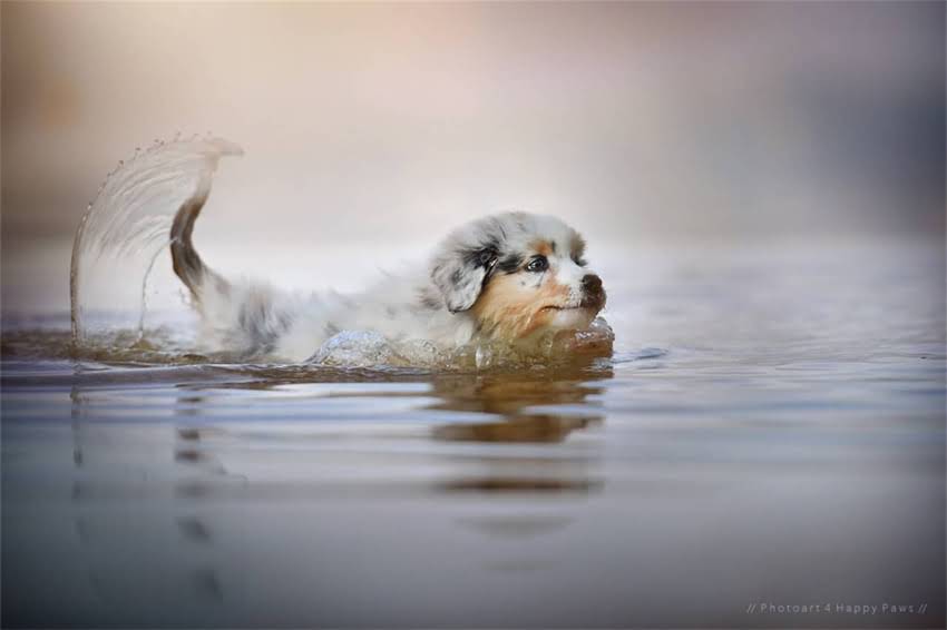 图片 哈士奇幼犬颜值爆表！10张高清萌照+科学养护全攻略（附训练视频）.jpg