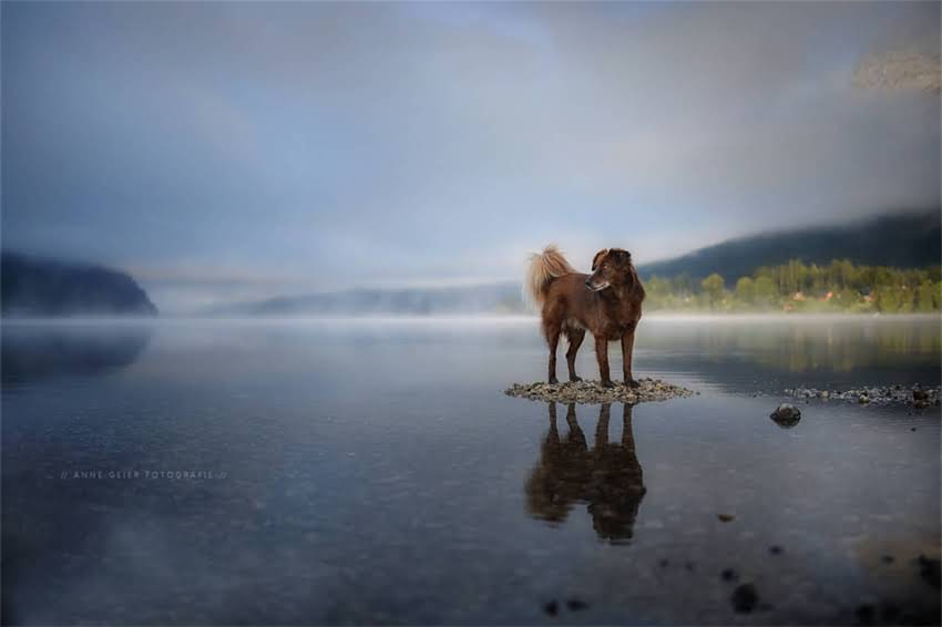 图片 哈士奇幼犬颜值爆表！10张高清萌照+科学养护全攻略（附训练视频）1.jpg