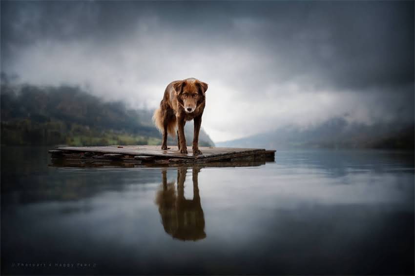 图片 哈士奇忠诚度到底有多高？5大真相，看完你就懂了！.jpg