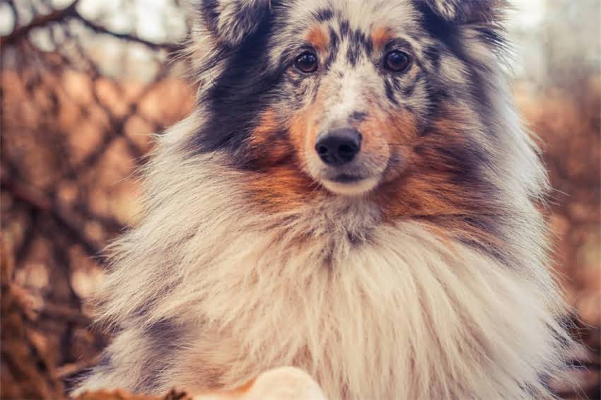 图片 哈士奇忠诚度到底有多高？5大真相，看完你就懂了！1.jpg