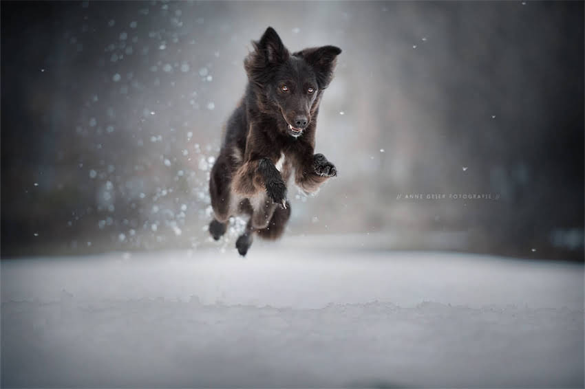 图片 哈士奇怀孕能看出吗？8大明显症状及应对指南（附图片）2.jpg