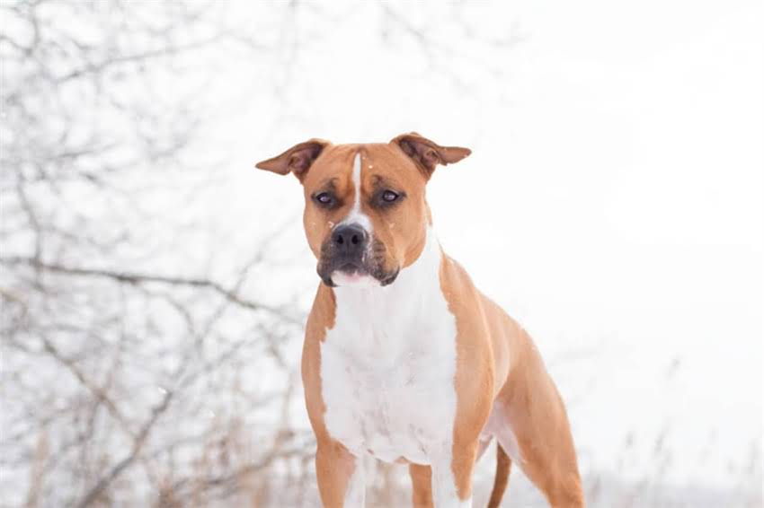 图片 哈士奇成年后还是小个子？5大原因+科学养宠指南，让爱犬逆袭大长腿！2.jpg