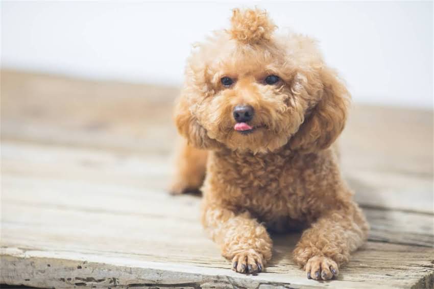 图片 哈士奇成长周期全：从幼犬到成犬的详细时间表及饲养指南1.jpg