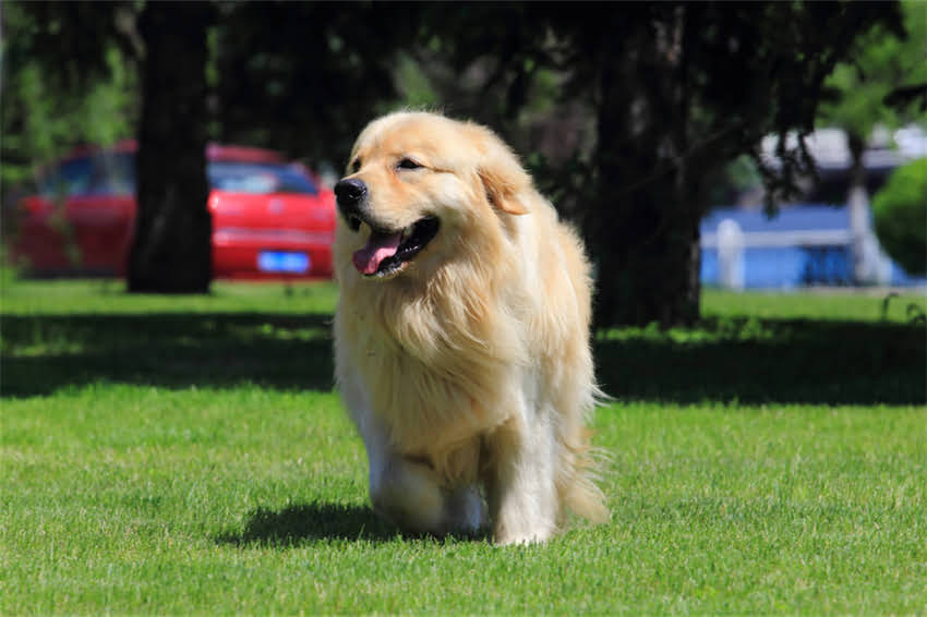 图片 哈士奇扑人行为矫正与训练全攻略：科学方法化解拆家狂魔难题2.jpg