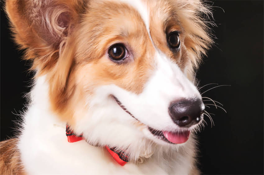 图片 哈士奇拉稀带腥臭味怎么办？5大症状+专业应对指南2.jpg