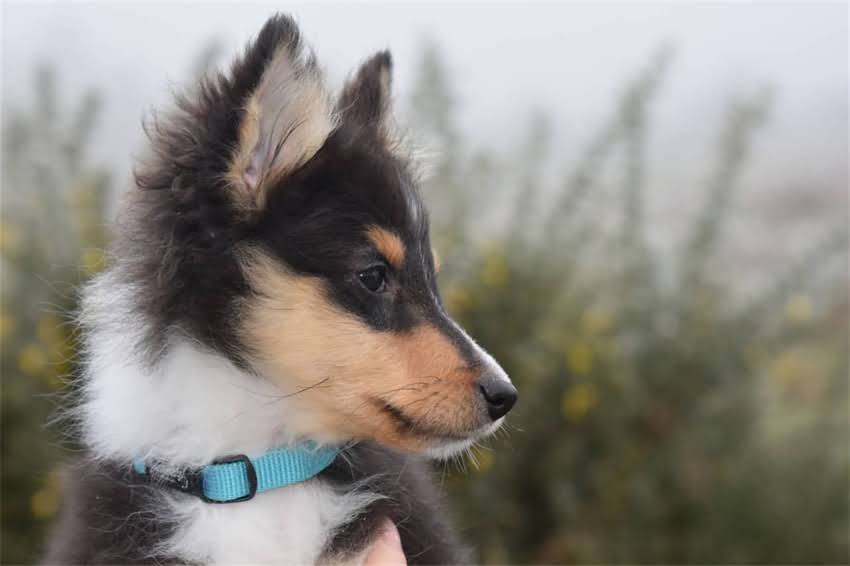 图片 哈士奇换粮拉稀3天缓解法｜科学换粮指南与紧急处理全攻略（附喂食方案）1.jpg