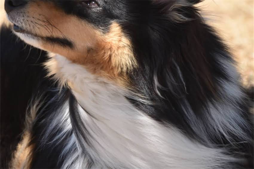 图片 哈士奇最佳饲养年龄：幼犬期护理与科学喂养全指南.jpg