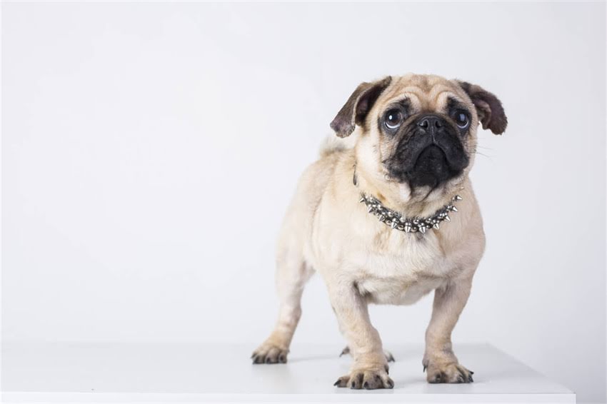 图片 哈士奇母犬起名全攻略：常见名字推荐+科学起名技巧+注意事项2.jpg