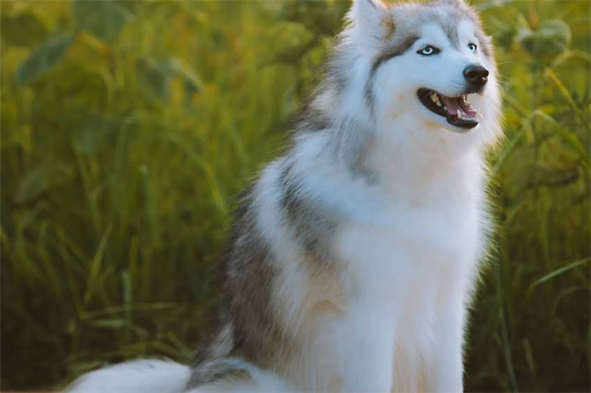 图片 哈士奇母狗体型管理全攻略：科学饲养让爱犬更健壮的5大方法.jpg