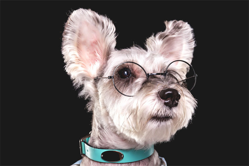 图片 哈士奇母狗体型管理全攻略：科学饲养让爱犬更健壮的5大方法1.jpg