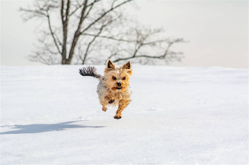 图片 哈士奇毛色全：从银灰到巧克力色的科学与饲养指南.jpg