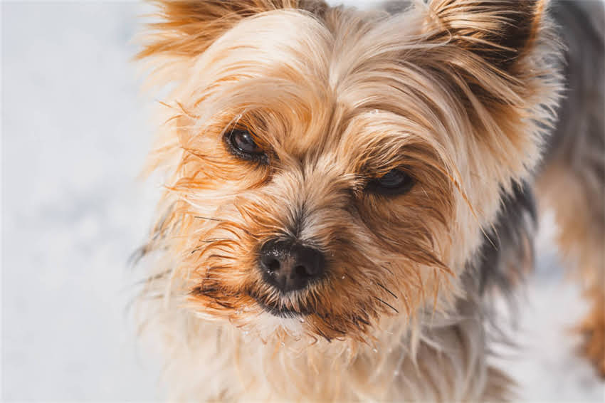 图片 哈士奇毛色全：从银灰到巧克力色的科学与饲养指南2.jpg