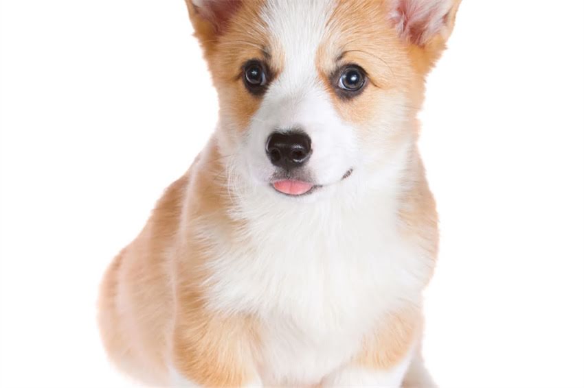 图片 哈士奇流浪三年后跨越500公里神秘归家，动物学家归家本能科学原理.jpg