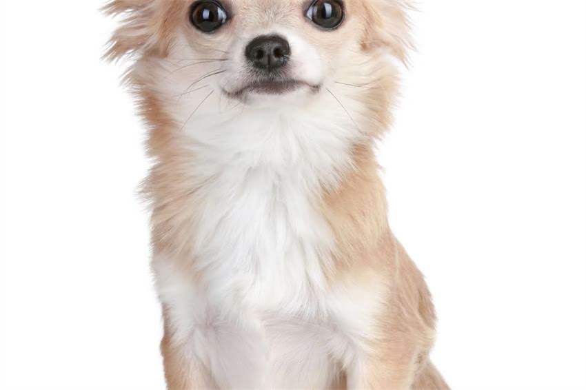 图片 哈士奇流浪三年后跨越500公里神秘归家，动物学家归家本能科学原理1.jpg