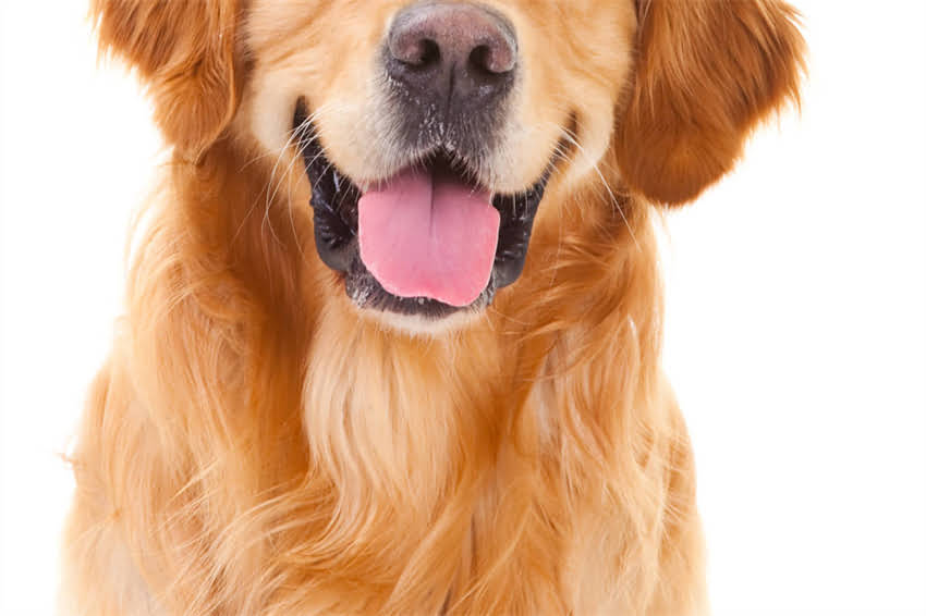 图片 哈士奇犬价格全：血统品相地区影响多少钱？附购买避坑指南2.jpg