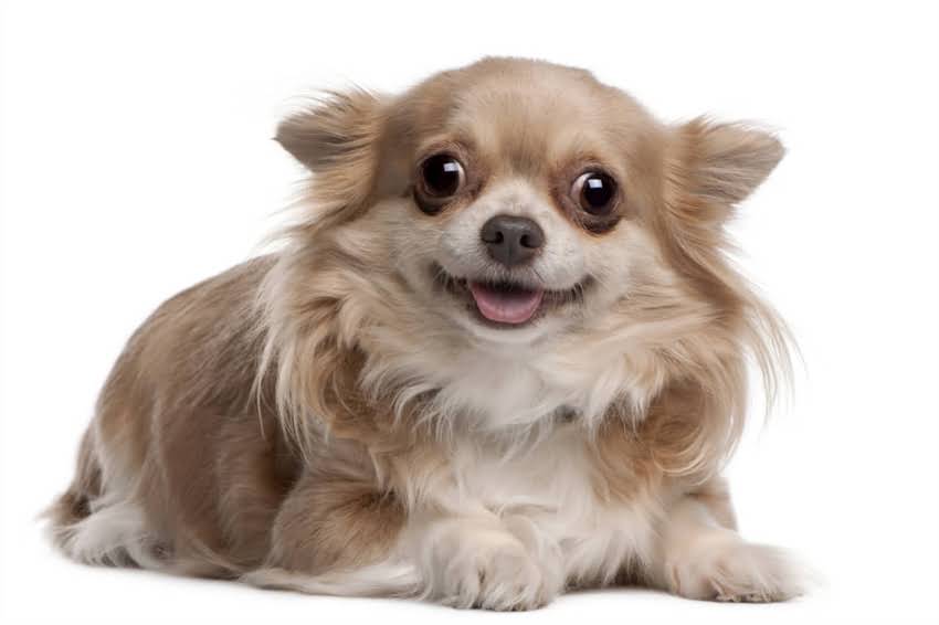 图片 哈士奇犬价格多少钱？全价位分析及选购指南2.jpg