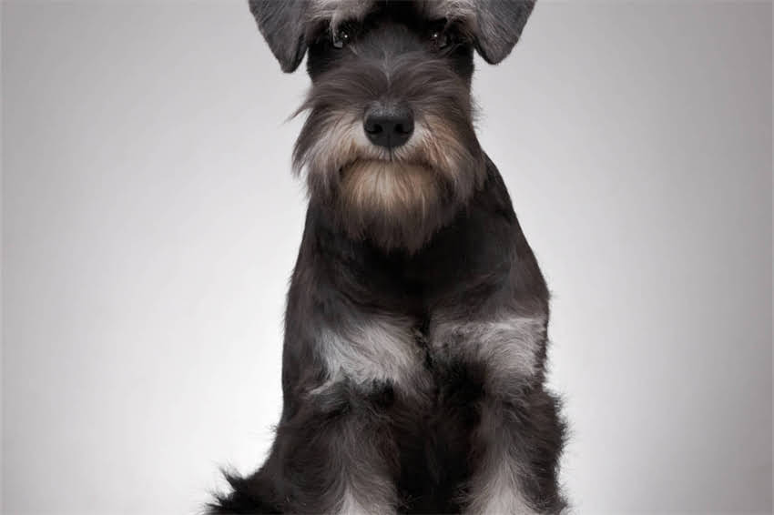 图片 哈士奇犬种评判标准全：从血统到性格的选购指南1.jpg