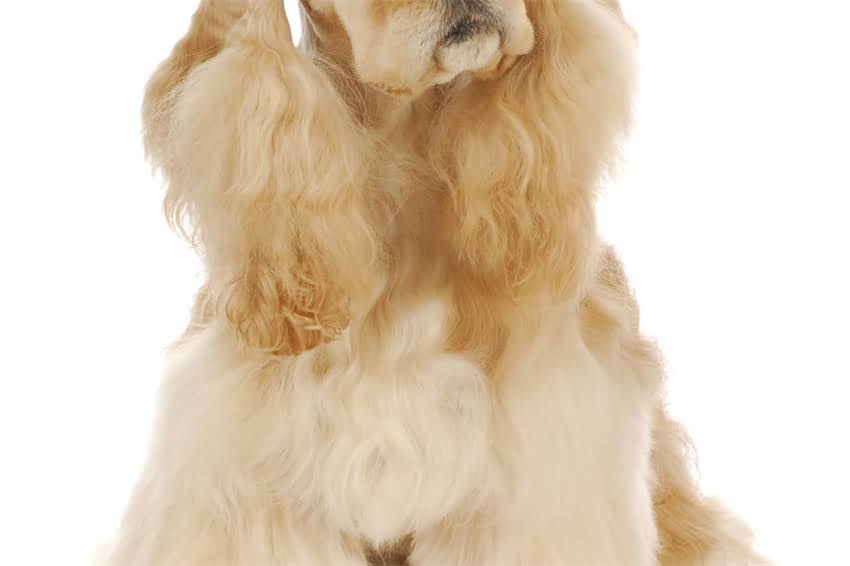 图片 哈士奇狂犬疫苗全攻略：3针2年打完？附详细时间表和注意事项.jpg