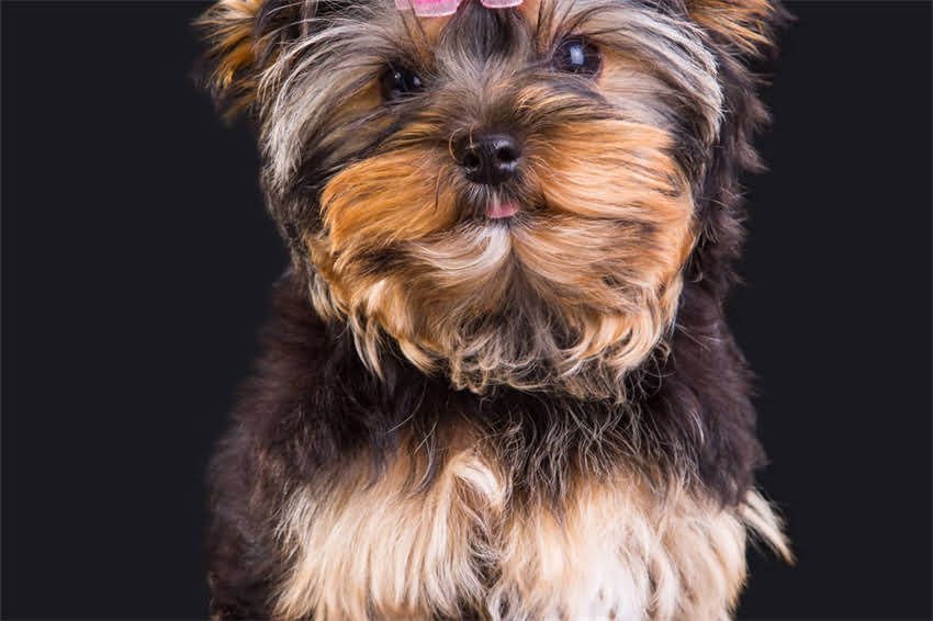 图片 哈士奇狗狗的10个独特特点及饲养指南（附高清图片）.jpg