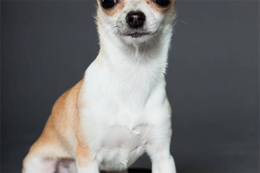 图片 哈士奇狗狗的10个独特特点及饲养指南（附高清图片）1.jpg